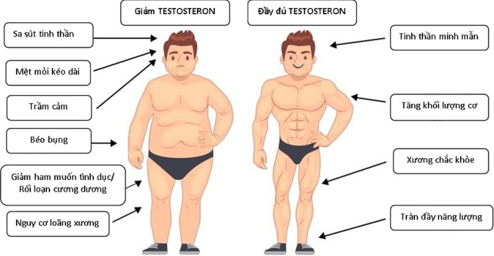 Suy giảm testosterone, cách nhận biết và khắc phục thiếu testosterone ở nam giới